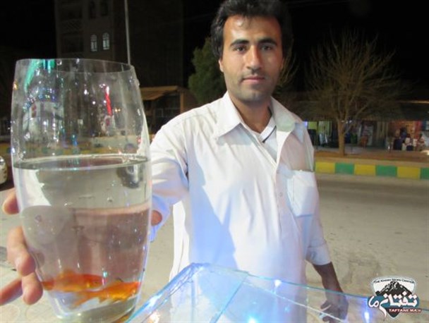 ماهی قرمز/ گزارش تصویری