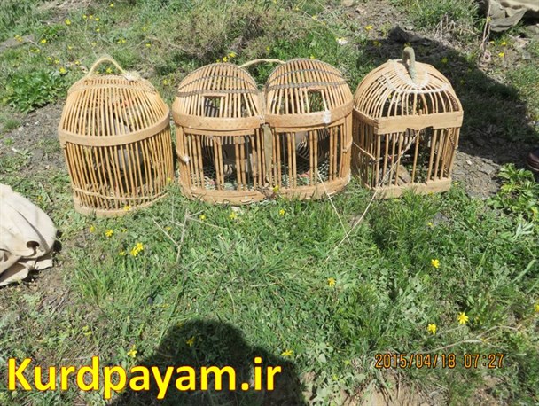دستگیری متخلفان شکار در پیرانشهر