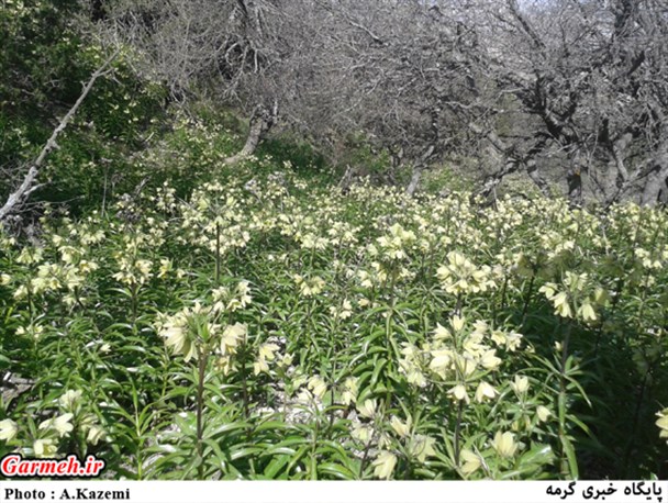 رخ‌نمایی لاله‌های واژگون در ارتفاعات کوه‌ سرای شهرستان گرمه/ تصاویر