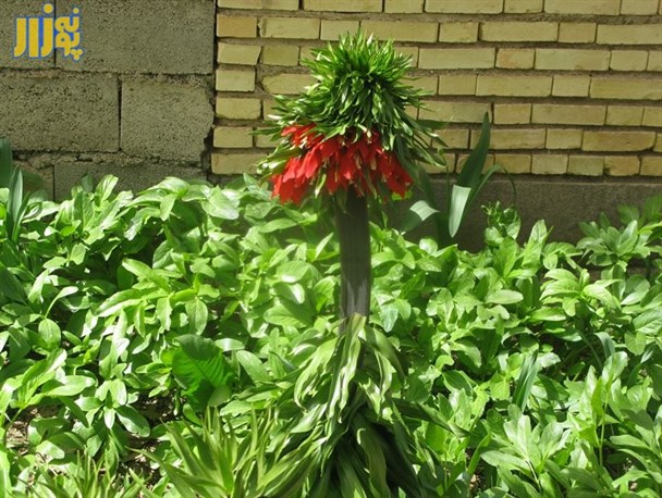 پدیده نادر در گل لاله واژگون