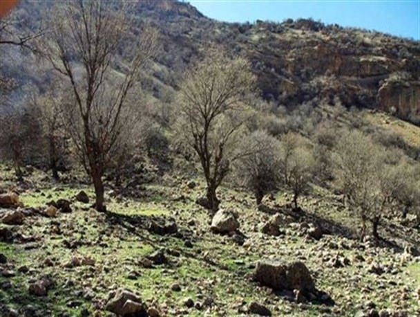 خشکیده شدن بیش از یک میلیون هکتار از جنگل های بلوط زاگرس