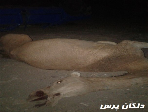 تلف شدن 6 نفر شتر در اثر برخورد با وسایل نقلیه در محور دلگان به ایرانشهر+ تصاویر