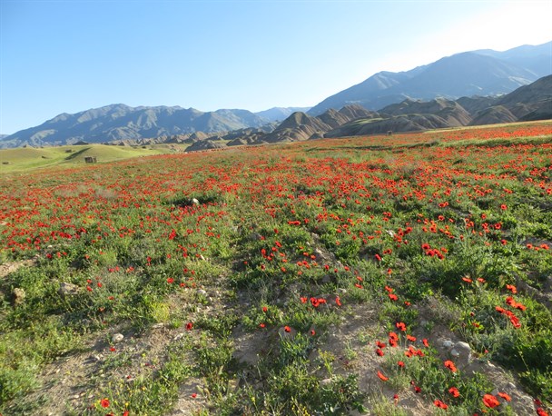 شهرستان طارم سرزمین گلهای زیبای شقایق+ تصاویر