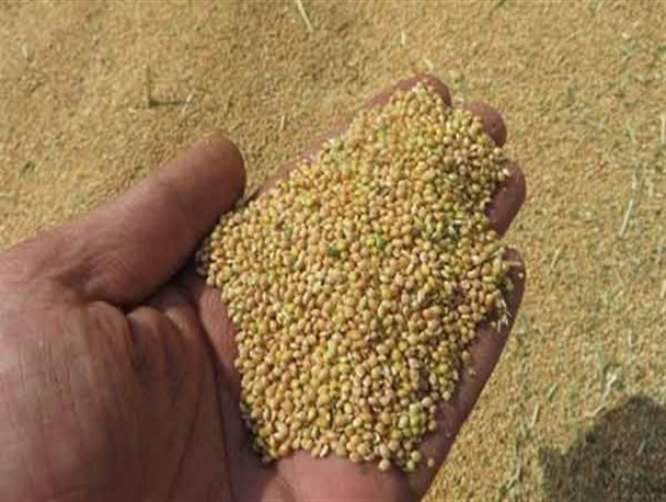 واردات 17000 تُن ارزن به کشور در سال 95+ جدول