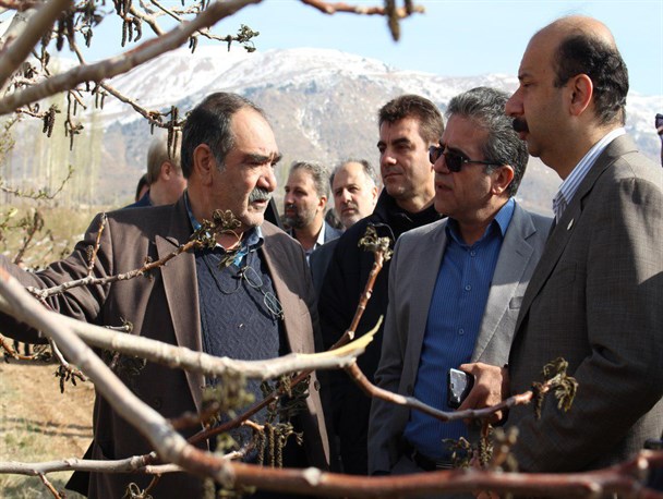 برآورد میزان خسارات باغات در اثر سرمای فروردین ماه فیروزکوه + تصاویر