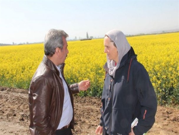 مزارع کلزا در میاندوآب، هم سطح با اروپاست/ ایران بهترین ظرفیت و اقلیم را برای کشت کلزا دارد