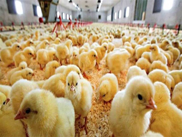 سیاست‌های اشتباه دولت منجر به معدوم‌سازی جوجه‌های یک‌روزه شد