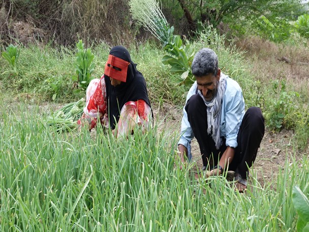 آغاز برداشت سبزیجات برگی در سیریک