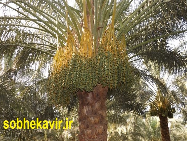 خوشه‌بندی درختان خرما در شرق استان کرمان آغاز شد+تصاویر