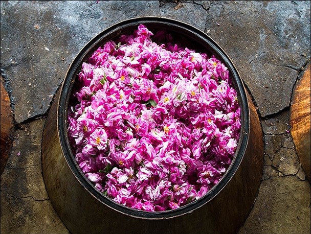 بوی عطر و گلاب، در فضای نراق پیچید + عکس