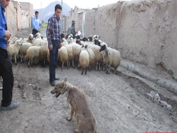 دوستی عجیب یک گرگ با اطرافیان در چالدران! +عکس