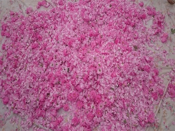 گزارش تصویری/ برداشت گل محمدی از باغات سیاه جنگل میرجاوه