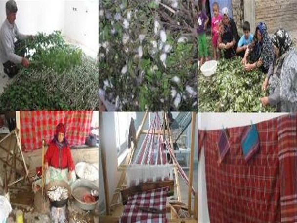 پیش بینی 5 تن پیله تر از نوغانداران شهرستان رامیان