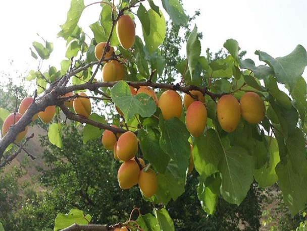 میوه های بهشتی در سواحل رودخانه قزل اوزن