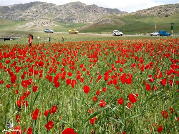 جلوه ای بهشت گونه از طبیعت سرخ شقایق ها در دشت مغان + تصاویر