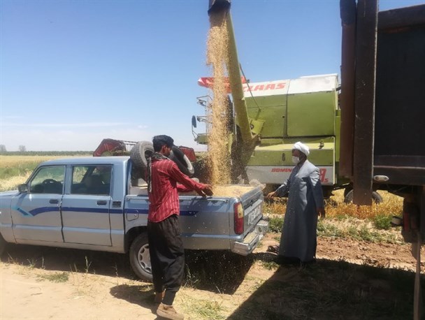 آغاز برداشت جو از سطح 3500 هکتار در رشتخوار