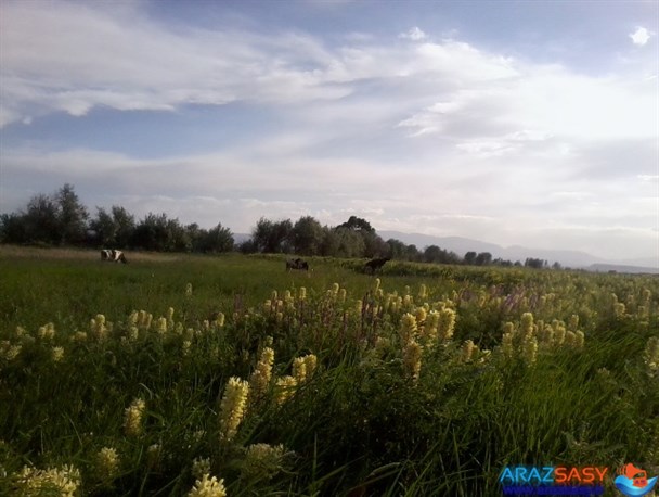 دیدنی های پلدشت/طبیعت روستای علینظر