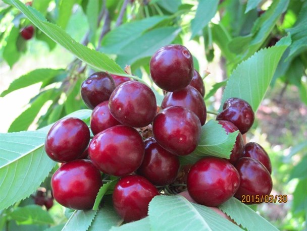 گزارش تصویری از باغ گیلاس در ماهنشان