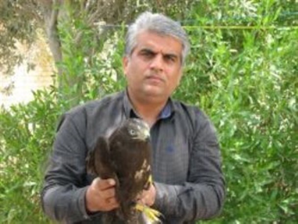 درمان ۱۲ پرنده شکاری در گناوه+عکس