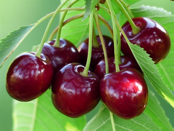پیش‌بینی برداشت بیش از 18 تن گیلاس در آمل/ بیشترین سطح زیرکشت گیلاس مازندران به آمل اختصاص دارد