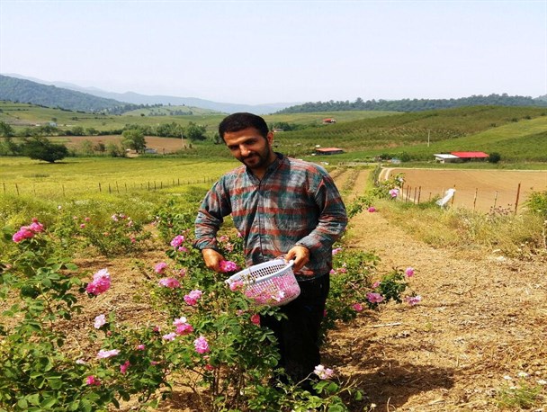 برگ درخشان دیگری از شکوفایی اقتصاد مقاومتی در اراضی مازندران با کشت گل محمدی