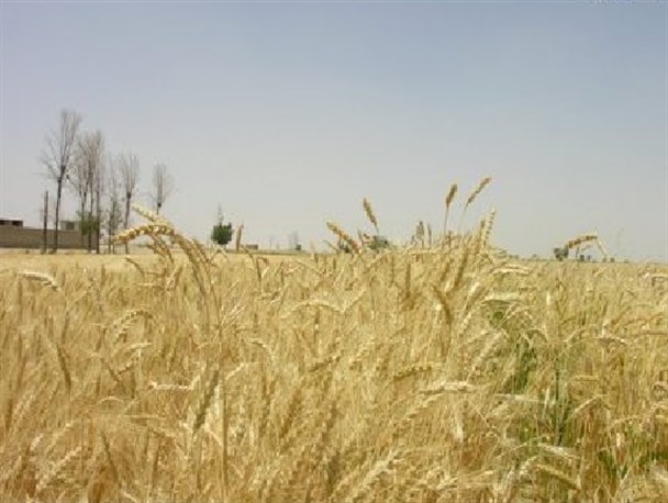 برداشت ۵۰۰۰ تُن جو از مزارع شاهتور+ تصاویر