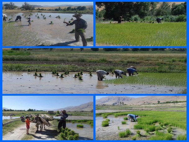 شروع سبزی کشت برنج در برکت سفره های اردل+تصاویر