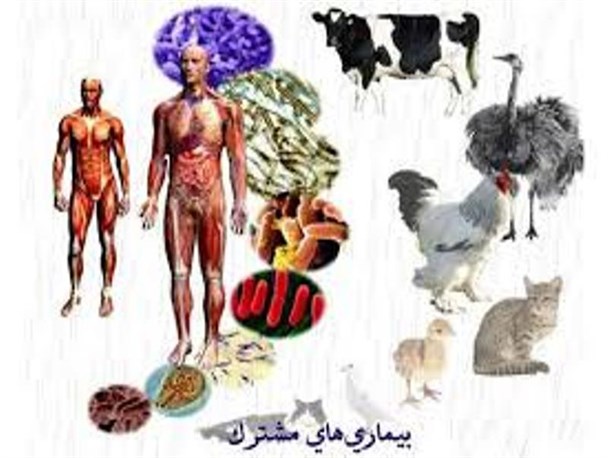 دوره آموزشی بیماری‌های مشترک انسان و دام در کمیجان برگزار شد