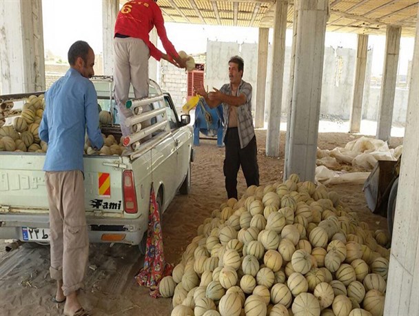 برداشت طالبی از مزارع روستای فمی نطنز/ تصاویر