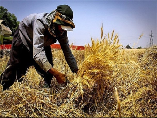 استان البرز آماده صادرات آرد و نان/ مسئولان استان سعی بر کمک و حل مشکلات صنف نانوایان دارند