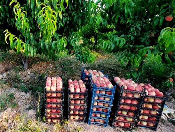 آغاز برداشت هلو از مزارع مانه و سملقان