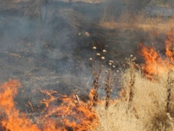 آتش‌‎سوزی پارک جنگلی یاسوج خاموش شد+جزئیات