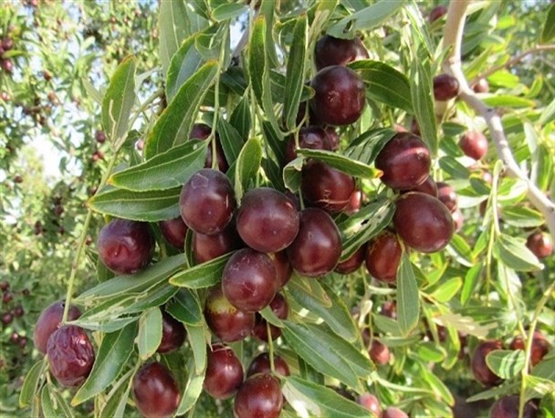 فرآوری عناب نیازمند نگاه ویژه و تعامل سازمان‌های مختلف است/ پیش‌بینی برداشت بیش از ۷ هزار تن عناب در خراسان جنوبی