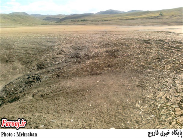 تشنگی دام های روستای چری با خشک شدن سد