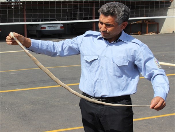 زنده گیری مار افعی یک متری در گناباد +عکس