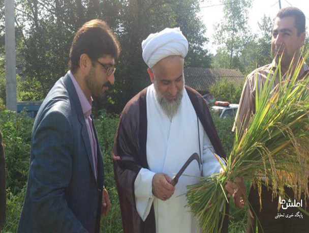 درو اولین خوشه های طلایی برنج توسط امام جمعه املش