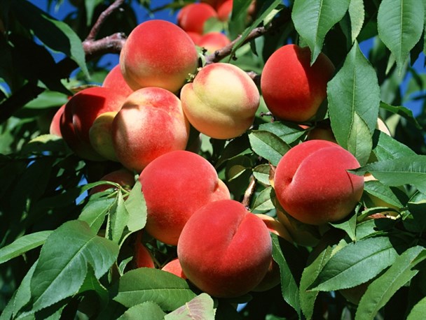 وقف یک قطعه باغ هلو در مانه وسملقان