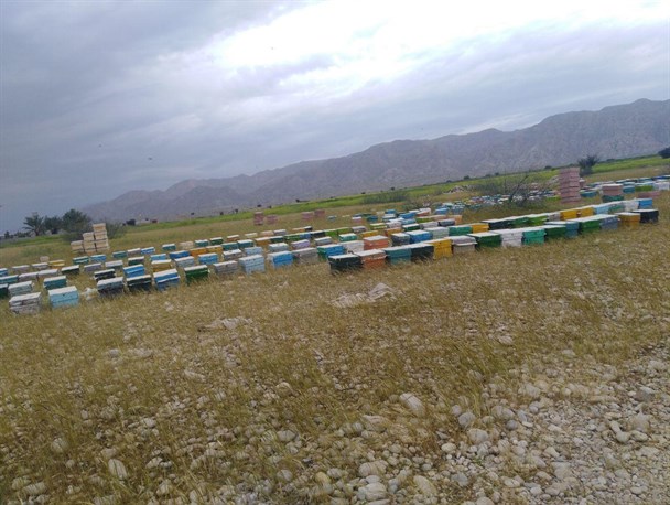 بازگشتی که همچون عسل شیرین است/ اشتغالزایی دو خانواده دهگلانی با الگوگیری از اقتصاد مقاومتی + تصاویر