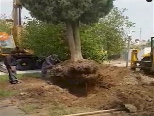 کاشت مجدد درخت سرو ۵۰ ساله در گچساران+فیلم