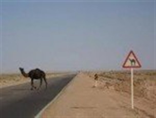 شترهای پرنده در جاده های هرمزگان !
