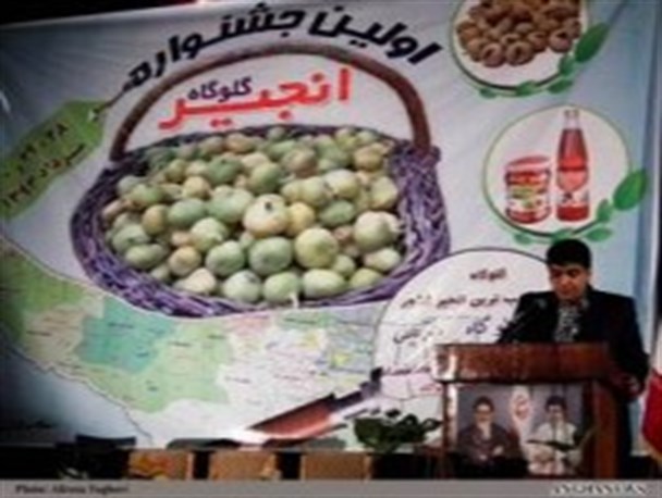 اختتامیه نخستین جشنواره انجیر گلوگاه بدون حضور حتی یک مسئول استانی