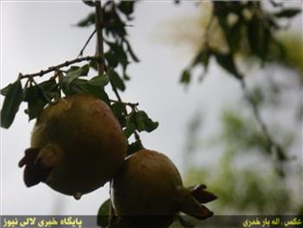 برداشت انار از باغ های شمال خوزستان + تصاویر