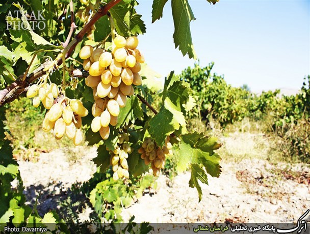 برداشت محصول در روستای اسفیدان