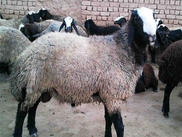 3 میلیون دام در کرمانشاه علیه تب برفکی واکسینه می‌شوند