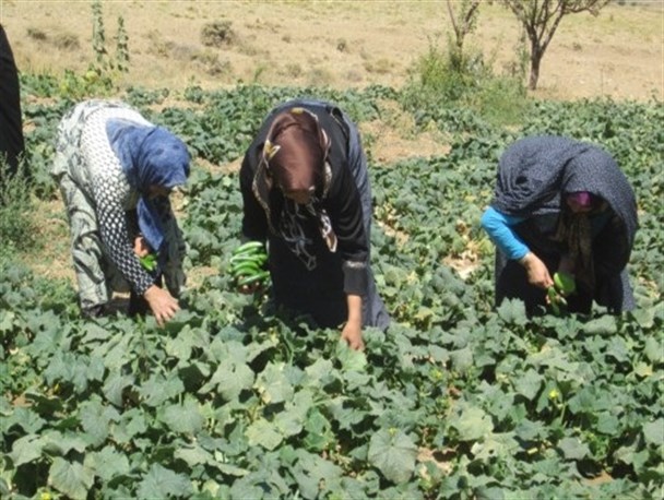 جمع آوری محصولات کشاورزان گورانسراب خلخال با کمک بانوان جهادگر
