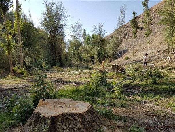درختان در دام غارتگران طبیعت+ تصاویر