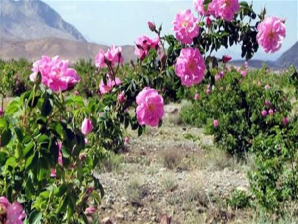 آغاز اجرای طرح کاشت 25 هکتار گل محمدی در منابع طبیعی هرسین