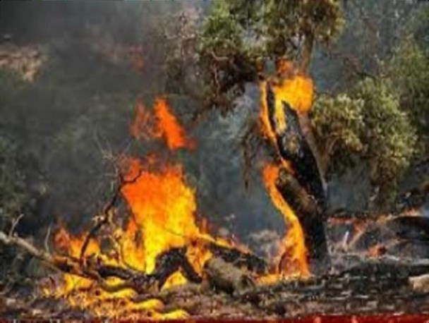 آتش سوزی وسیع در جنگلهای مرز بین ایلام و کرمانشاه/ آتش ایلام مهار شد اما جنگلهای کرمانشاه همچنان می سوزد/ گلایه رسانه ها و مسئولین ایلام از واکنش کند مسئولین کرمانشاه