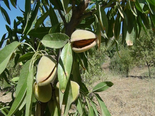 تصاویری از برداشت بادام از سطح  باغات سروآباد