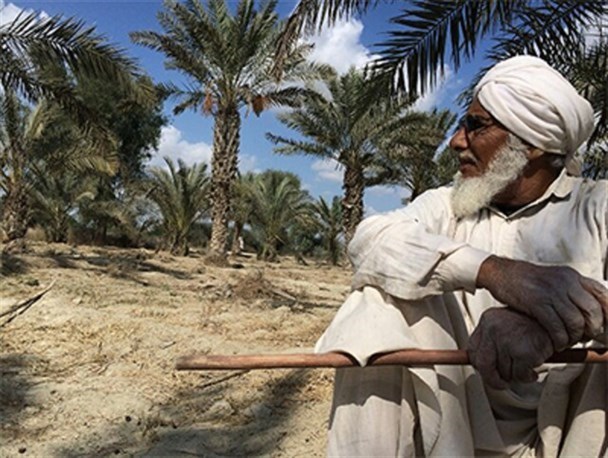 خرمای جنوب شرق به نام بلوچستان به کام پاکستان/طعم شیرین خرما در کام نخلکاران تلخ شد